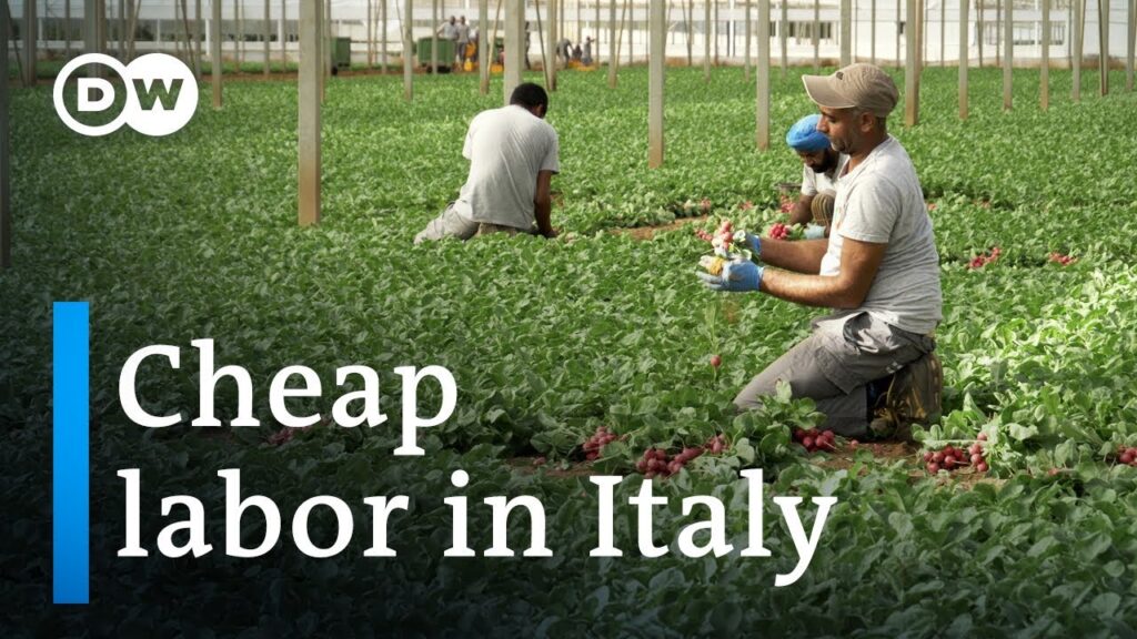 Clandestine employment of Indians in Italy | DW Documentary (Migrant documentary)